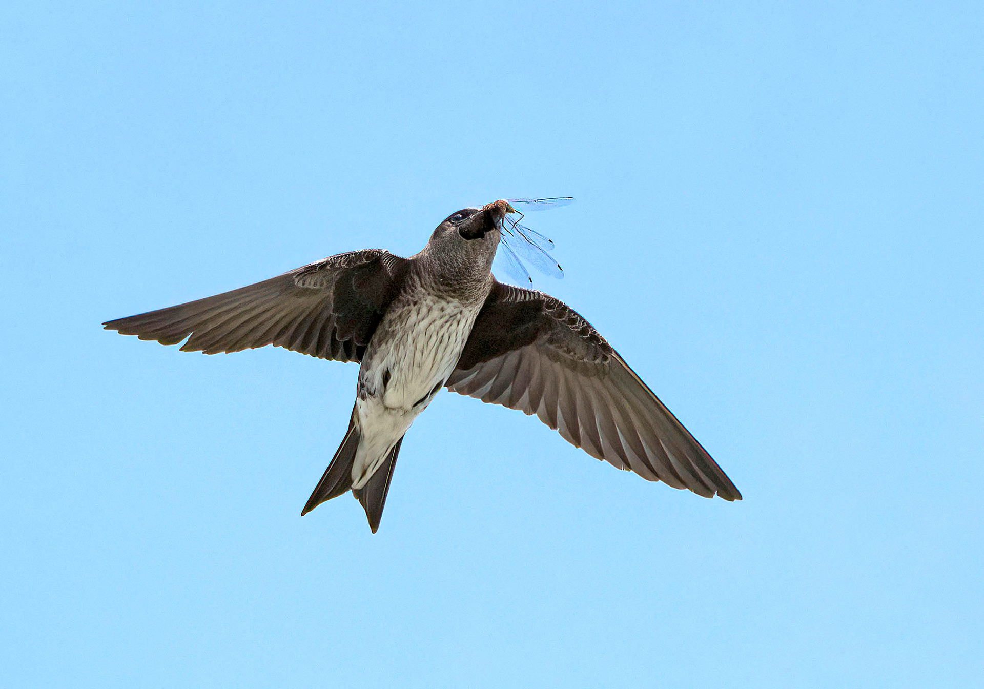 A Purple Martin with a dragon fly caught on the wing. (Lake Manatee State Park, FL)