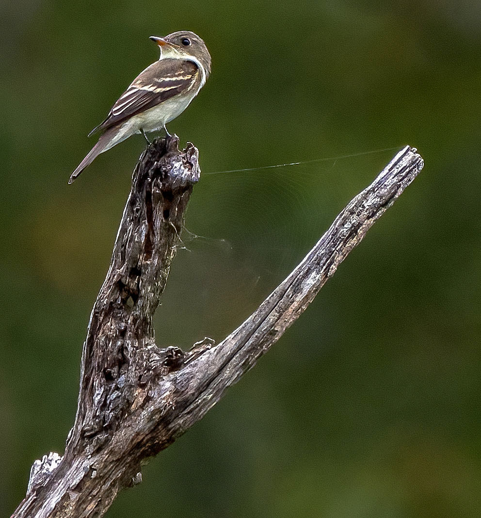 An Eastern Wood-Peewee feels like a big man next to a spider. (Alexandria, VA)