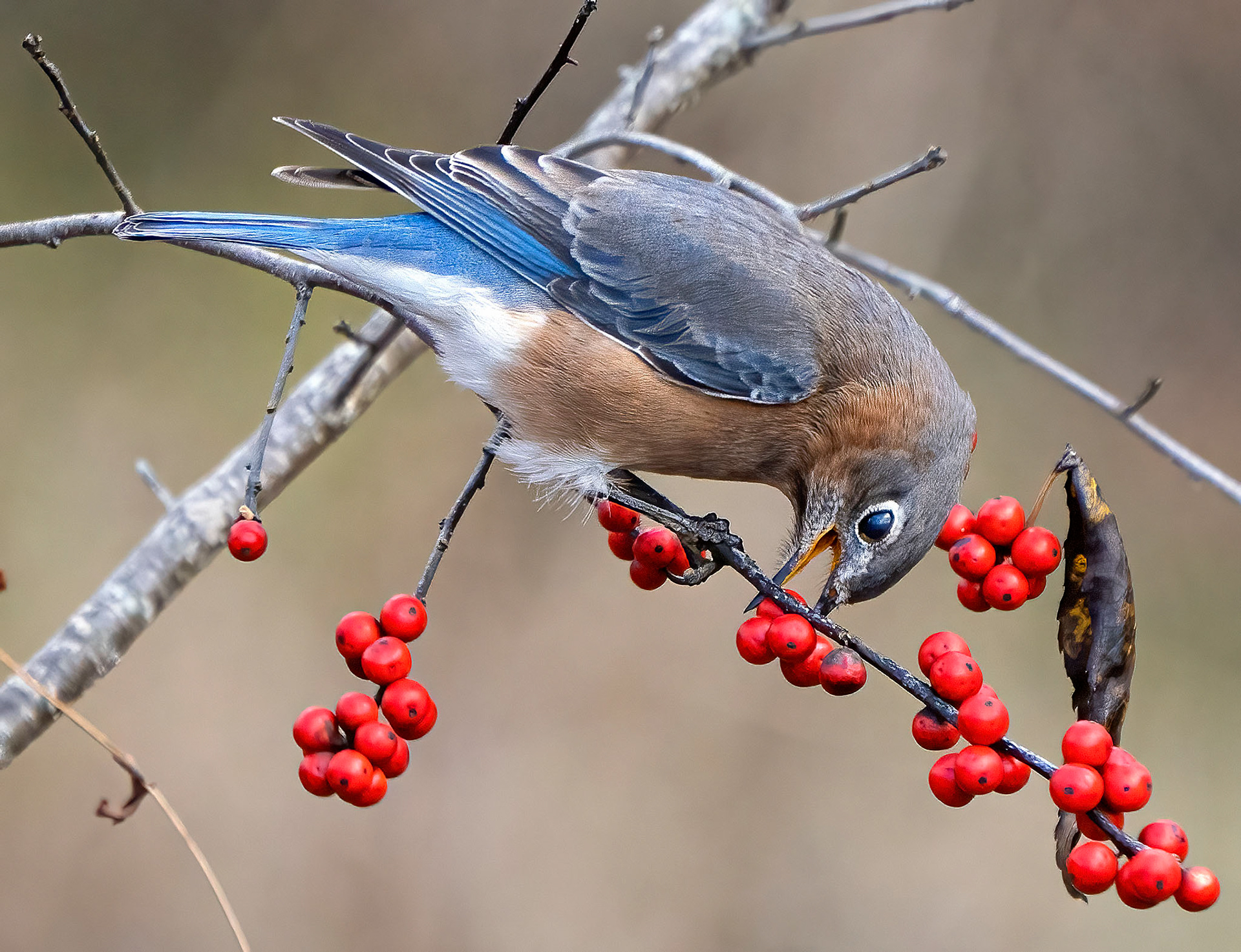 Bluebird, red berries. (Alexandria, VA)