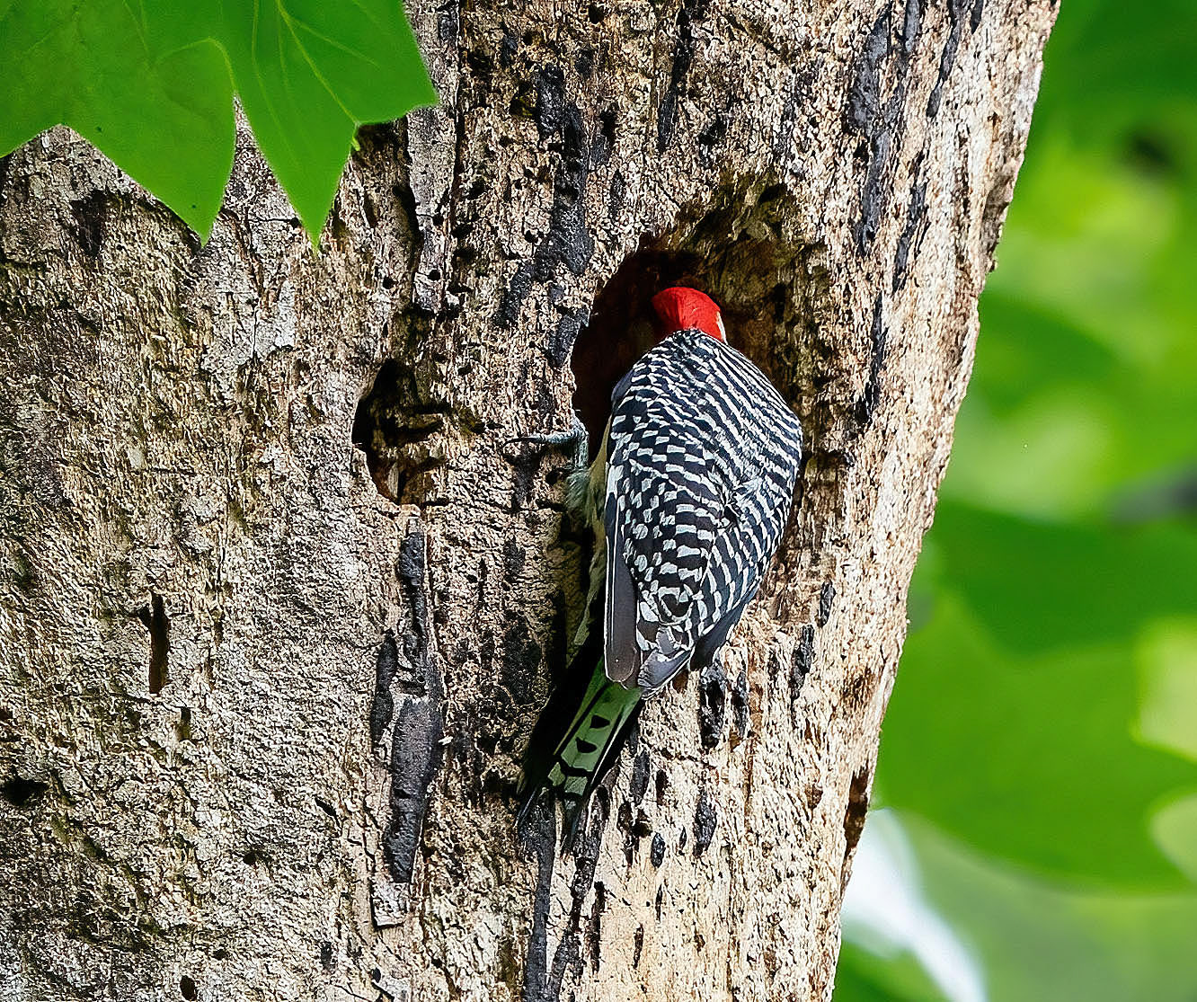 A Red-bellied Woodpecker inspects a Pileated nest. (Springfield, VA)