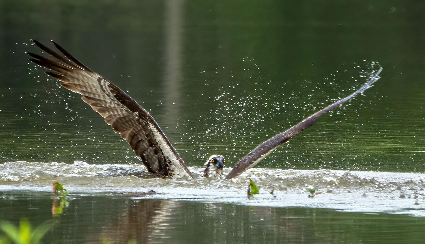 An Osprey misses its intended prey. (Alexandria, VA)