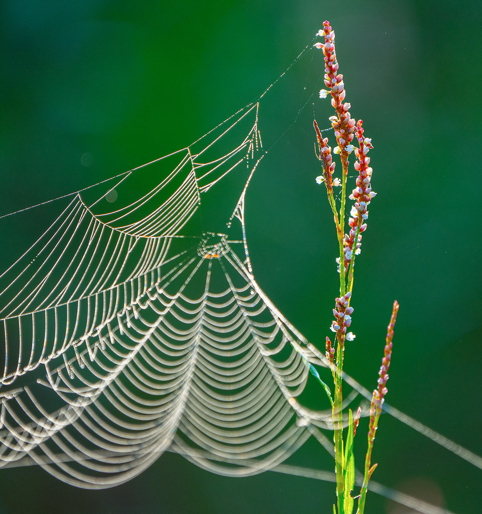 A Rumex plant supports a dew laden spider web. (Alexandria, VA)