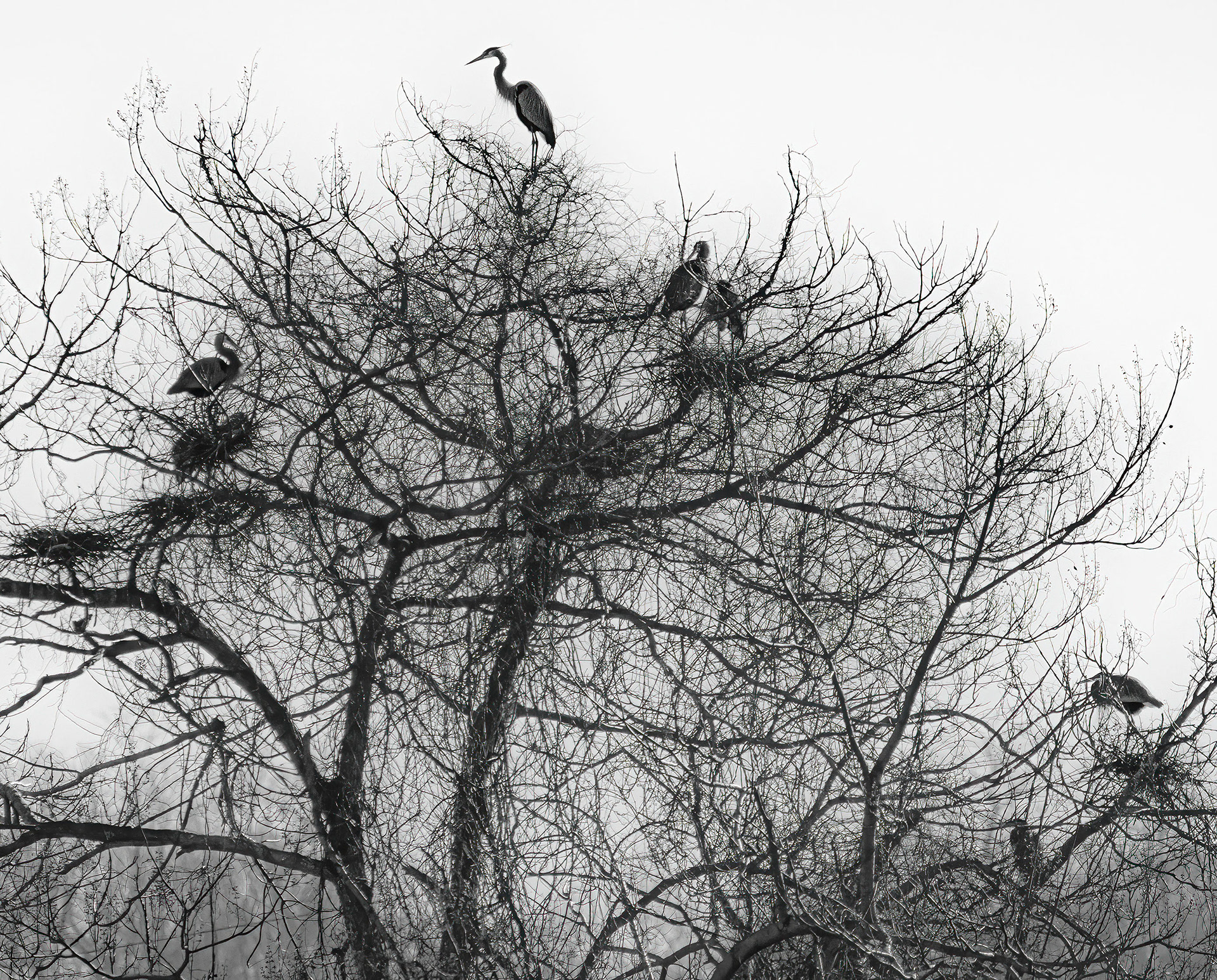 Great Blue Heron rookery. (Conowingo, MD)