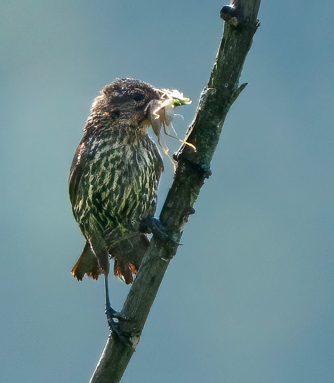 A Red-winged Blackbird mom with a mouth full of insects for her nestlings. (Lorton, VA)