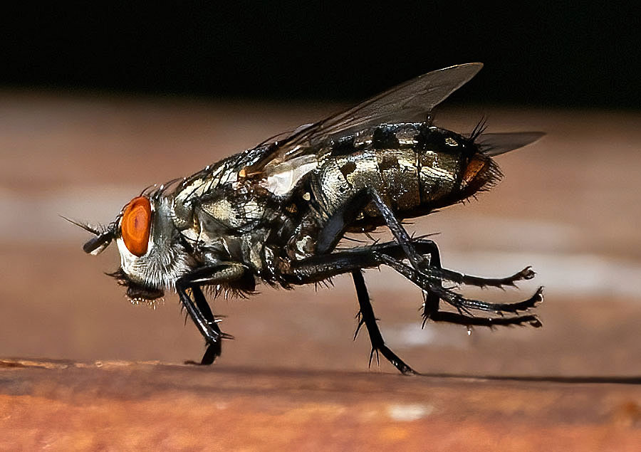 A Flesh Fly does calisthenics. (Springfield, VA)