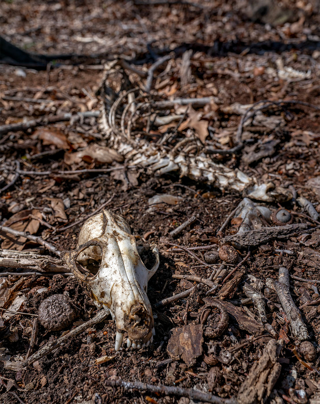 The skeletal remains of a former Red Fox. (Springfield, VA)