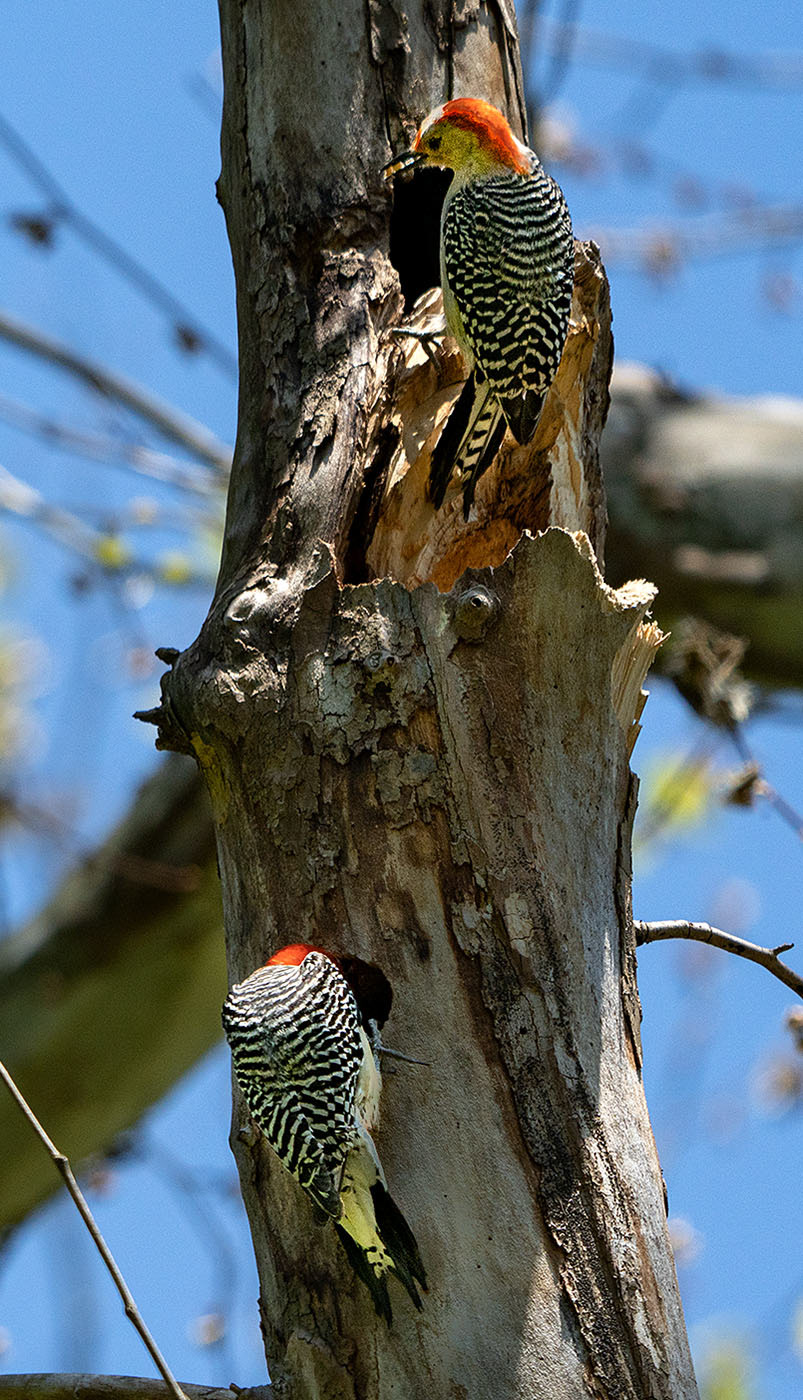 The Red-bellies prevail, and after a few days there is evidence of the parents bringing food to nestlings.