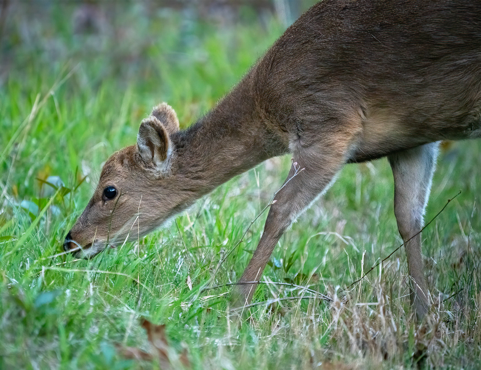 A female Sika Deer grazes on small leaves and grass shoots. Sika are actually small elk (this adult female probably weighs between 60-70 lbs). Native to Japan and other Asian countries, the Sika is an invasive species that was brought into several states early in the 20th century. (Chincoteague National Wildlife Refuge, VA)