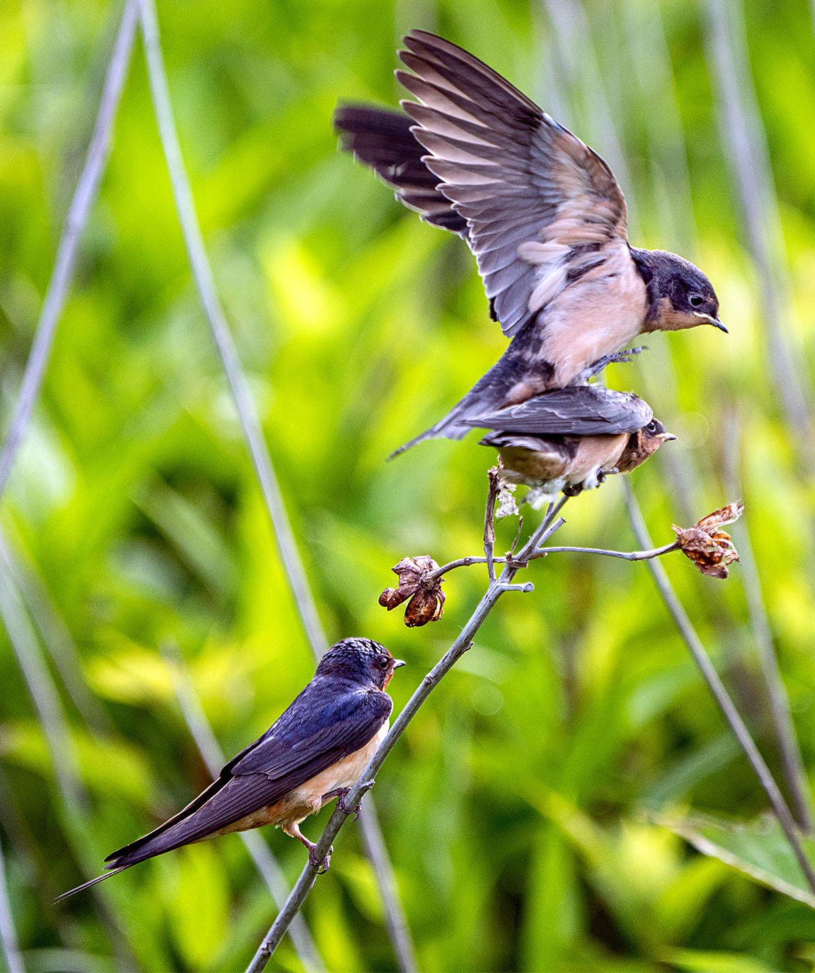 A mother Barn Swallow uses the power of persuasion to get a fledgling to hunt food for itself while the father knows better to interfere. (Alexandria, VA)