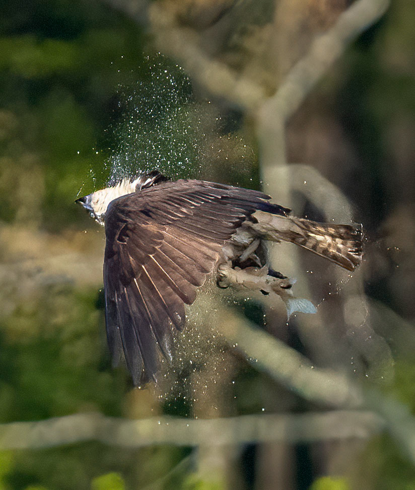 After the catch, the Osprey shakes off the pond water. (Alexandria, VA)