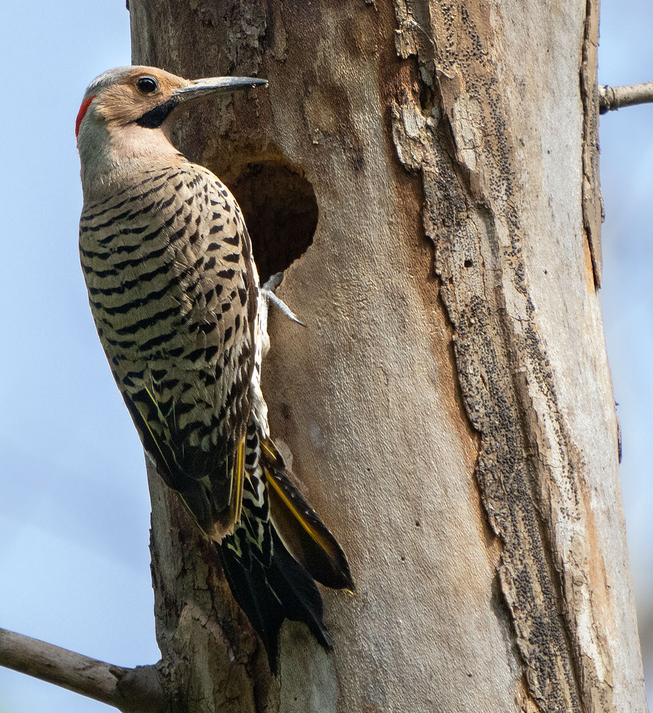 A Northern Flicker checks out a tree cavity for nesting potential. It eventually passed. (Springfield, VA)