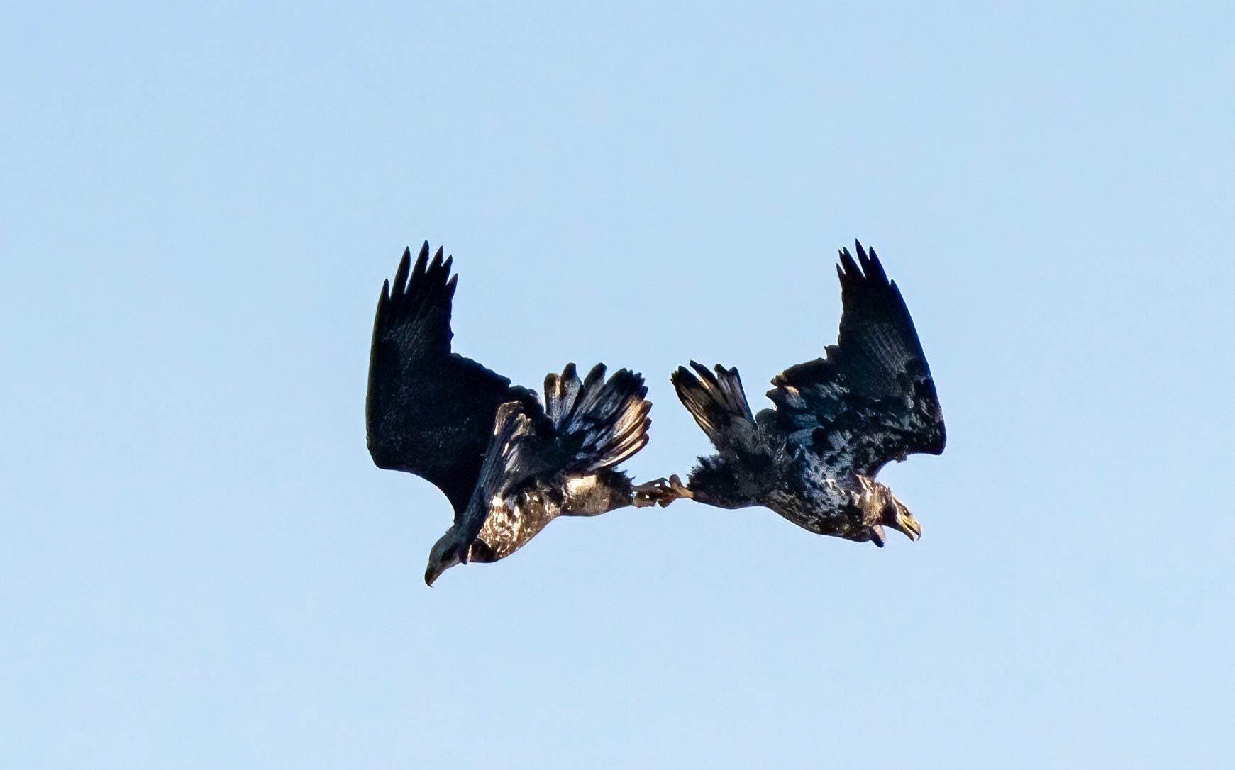 A pair of young Bald Eagles falls through the air with their talons locked together. The pair fell for a couple of seconds before releasing their grips and flying away separately. (Conowingo, MD)