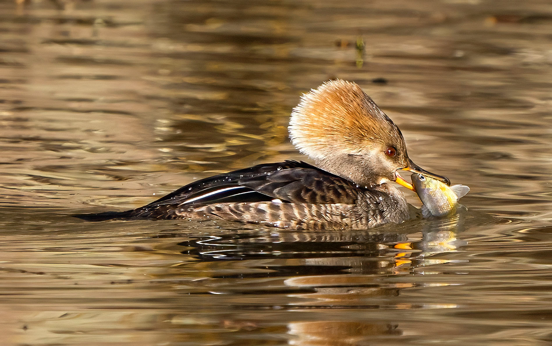 A Hooded Merganser hen with its fresh catch. (Alexandria, VA)