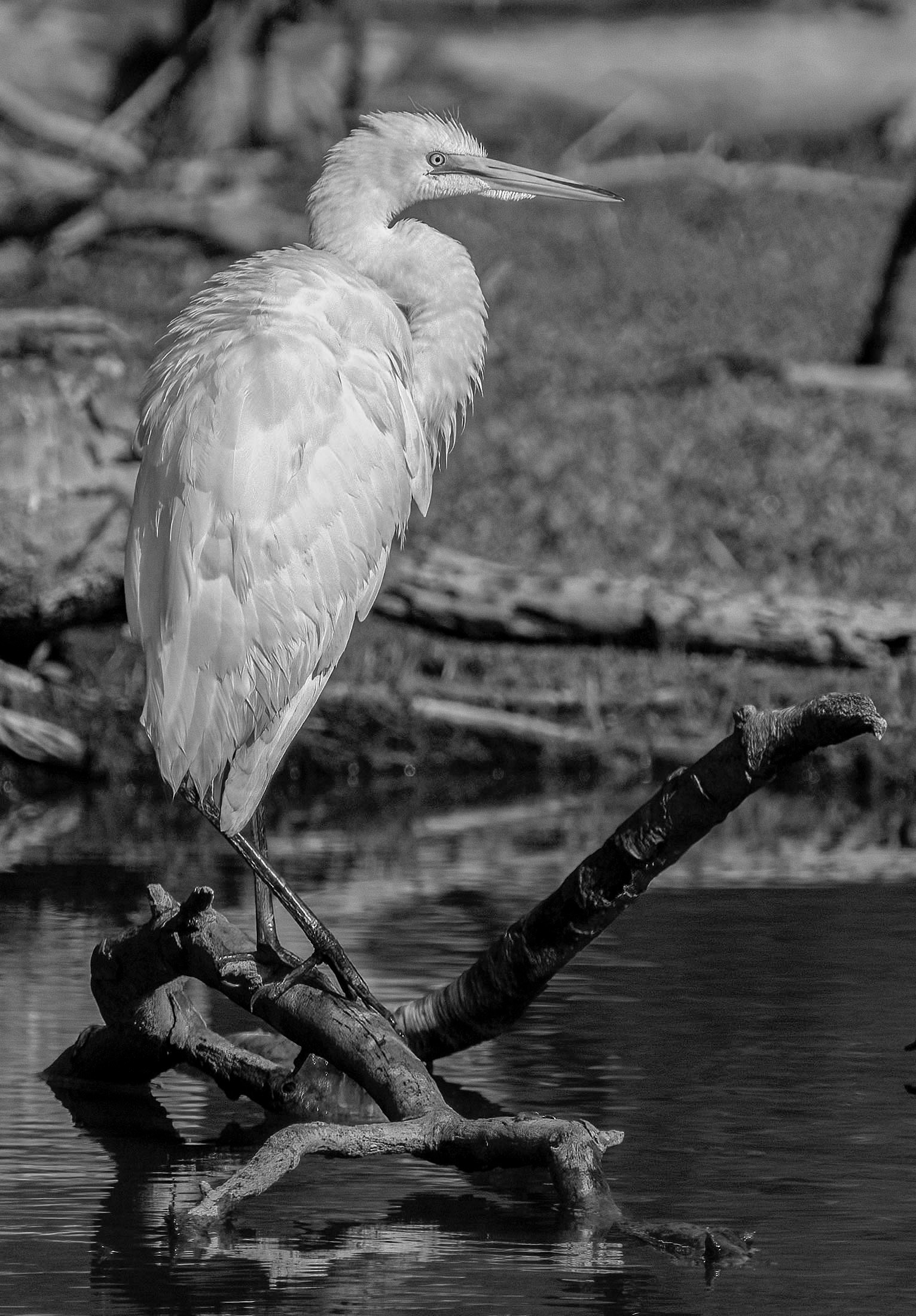 The egret made its way to a perch where it started its recovery. The bird lost the tip of a toe and suffered a minor cut on another toe.