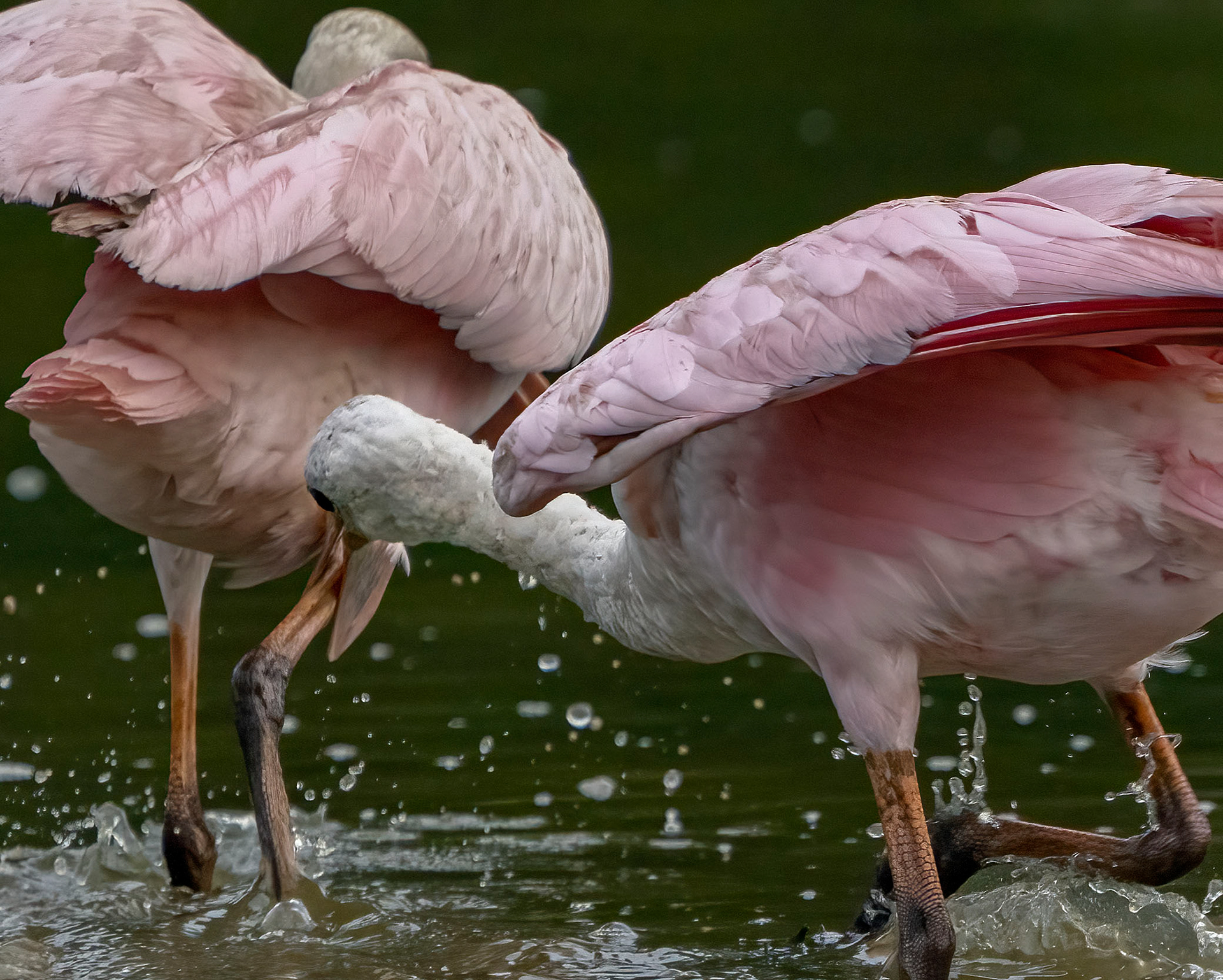 One of the spoonbills becomes impatient with the other and gives it a nip on the leg to hurry it along.