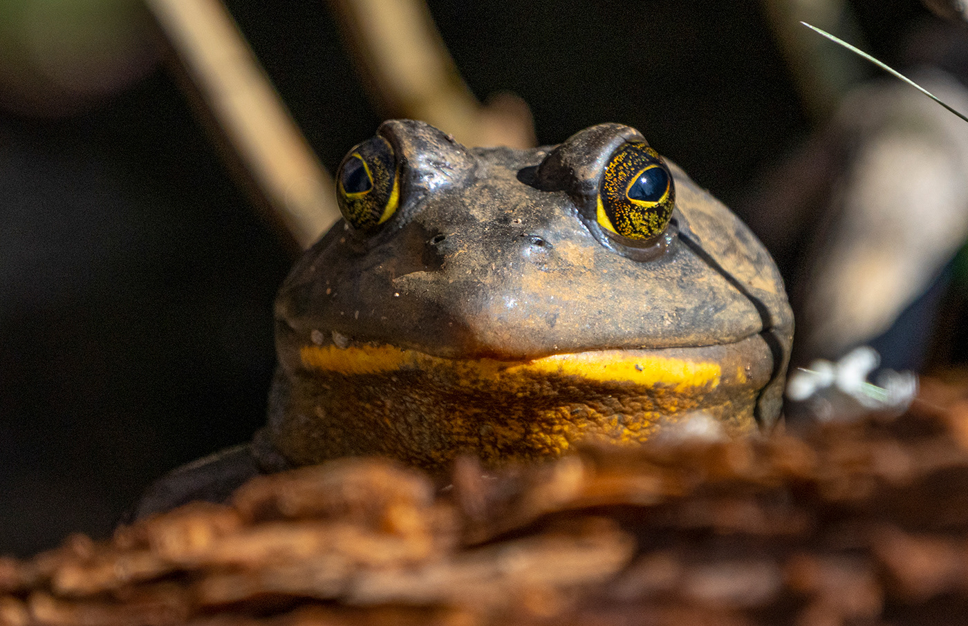 An American Bullfrog giving zero effs. (Alexandria, VA)