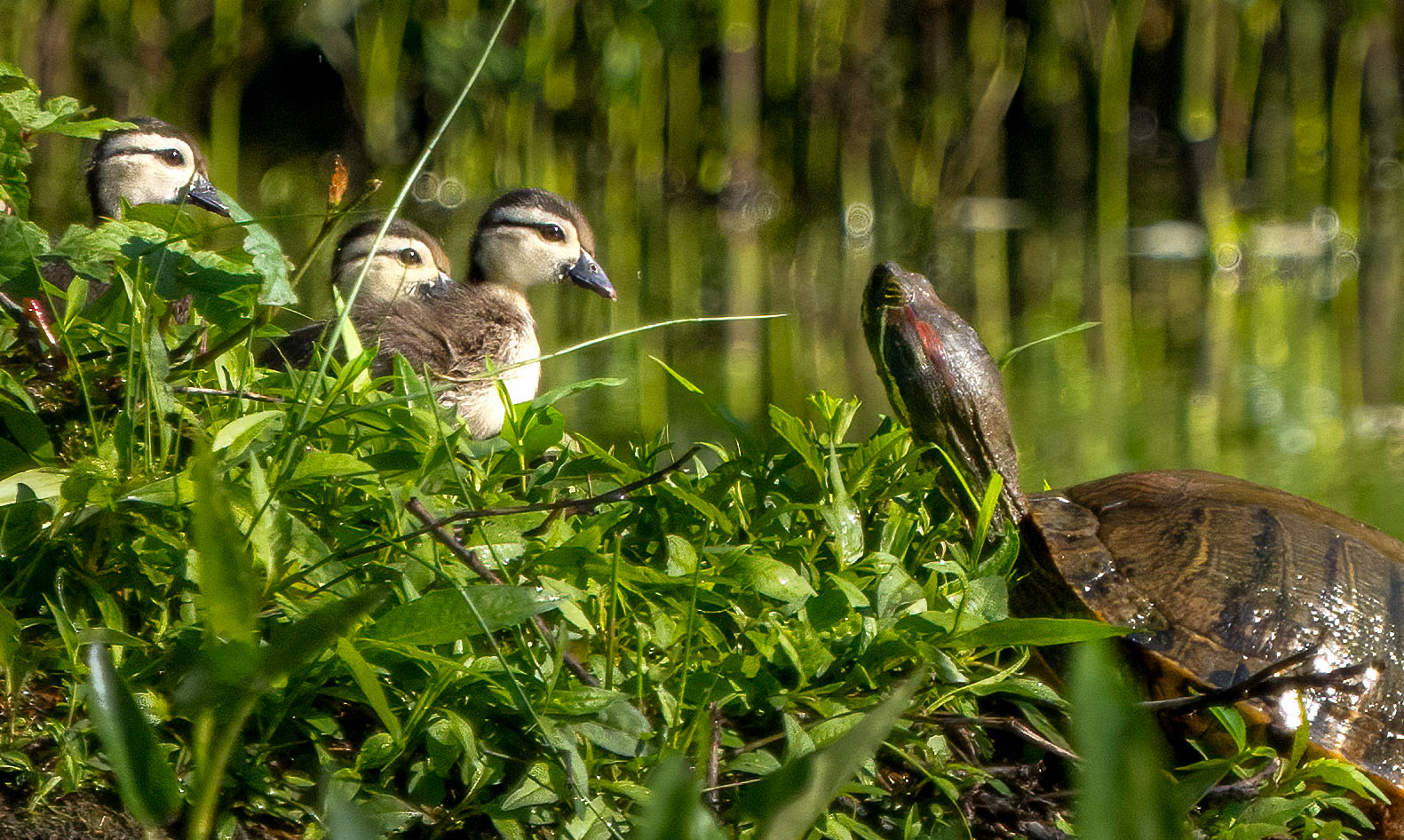 Wood Duck ducklings share a meet and greet with a Red-eared slider turtle. (Alexandria, VA)