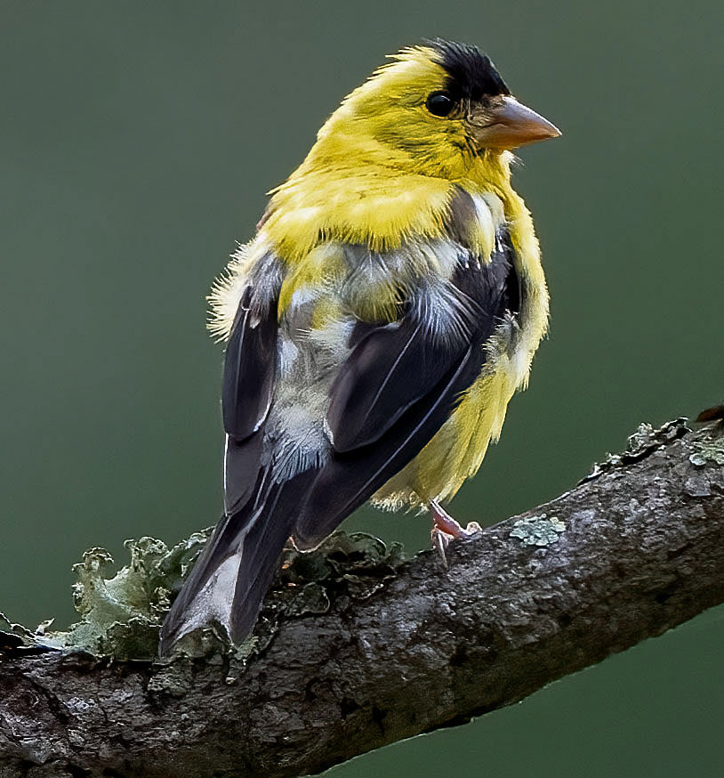 Moltin' gold...finch. (Alexandria, VA)
