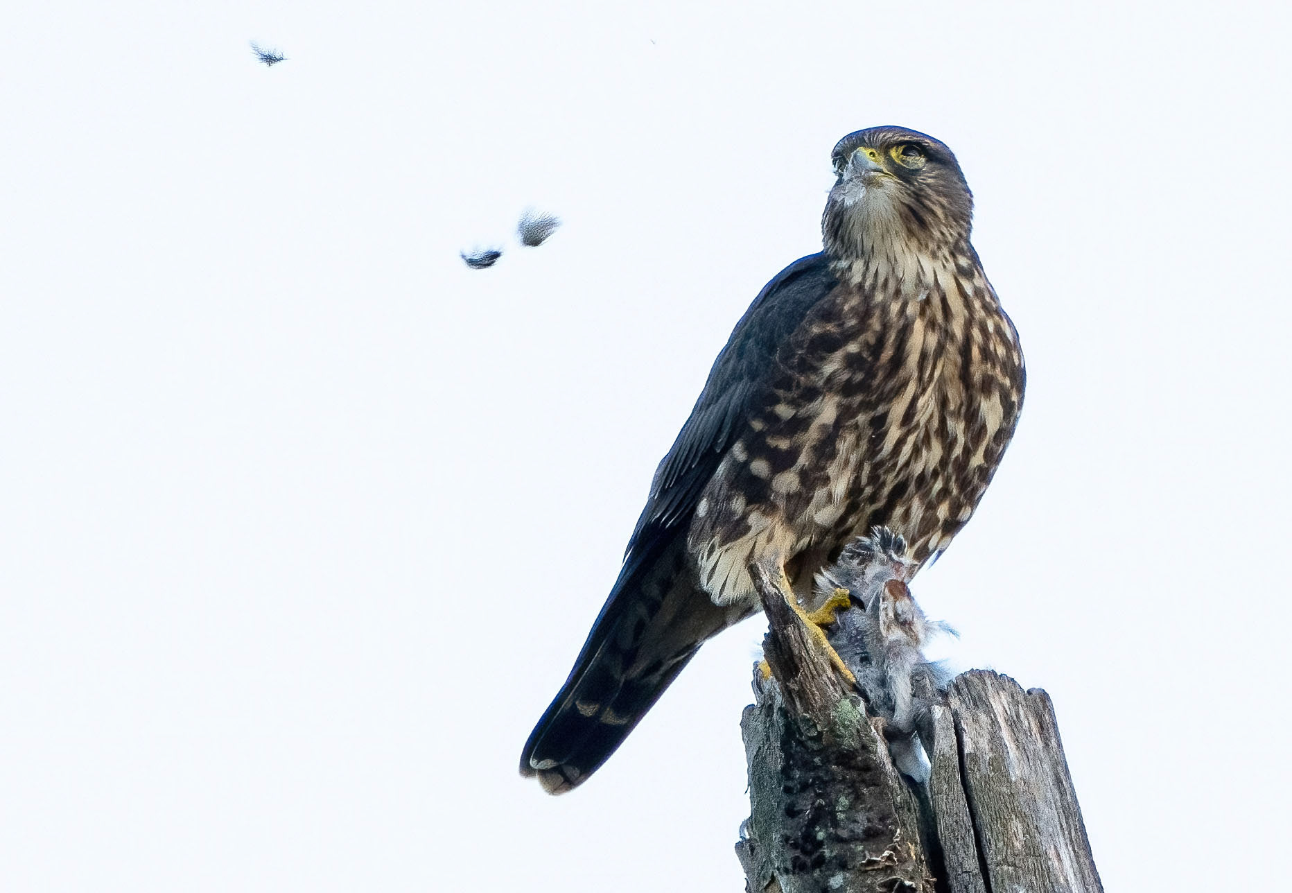 Mouthfuls of feathers are expelled as the merlin prepares the bird for eating.