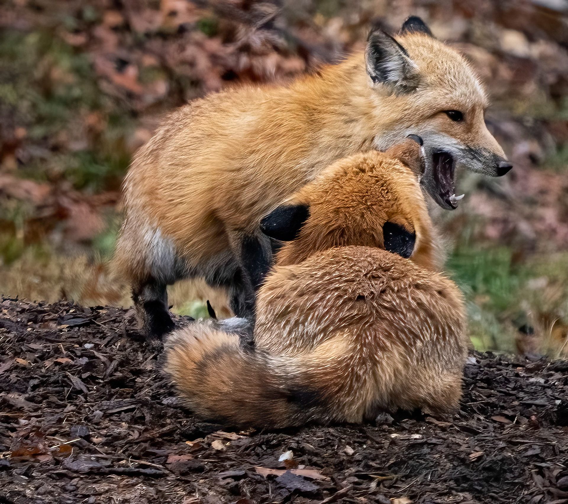 Two sibling kit Red Foxes spar playfully. (Springfield, VA)