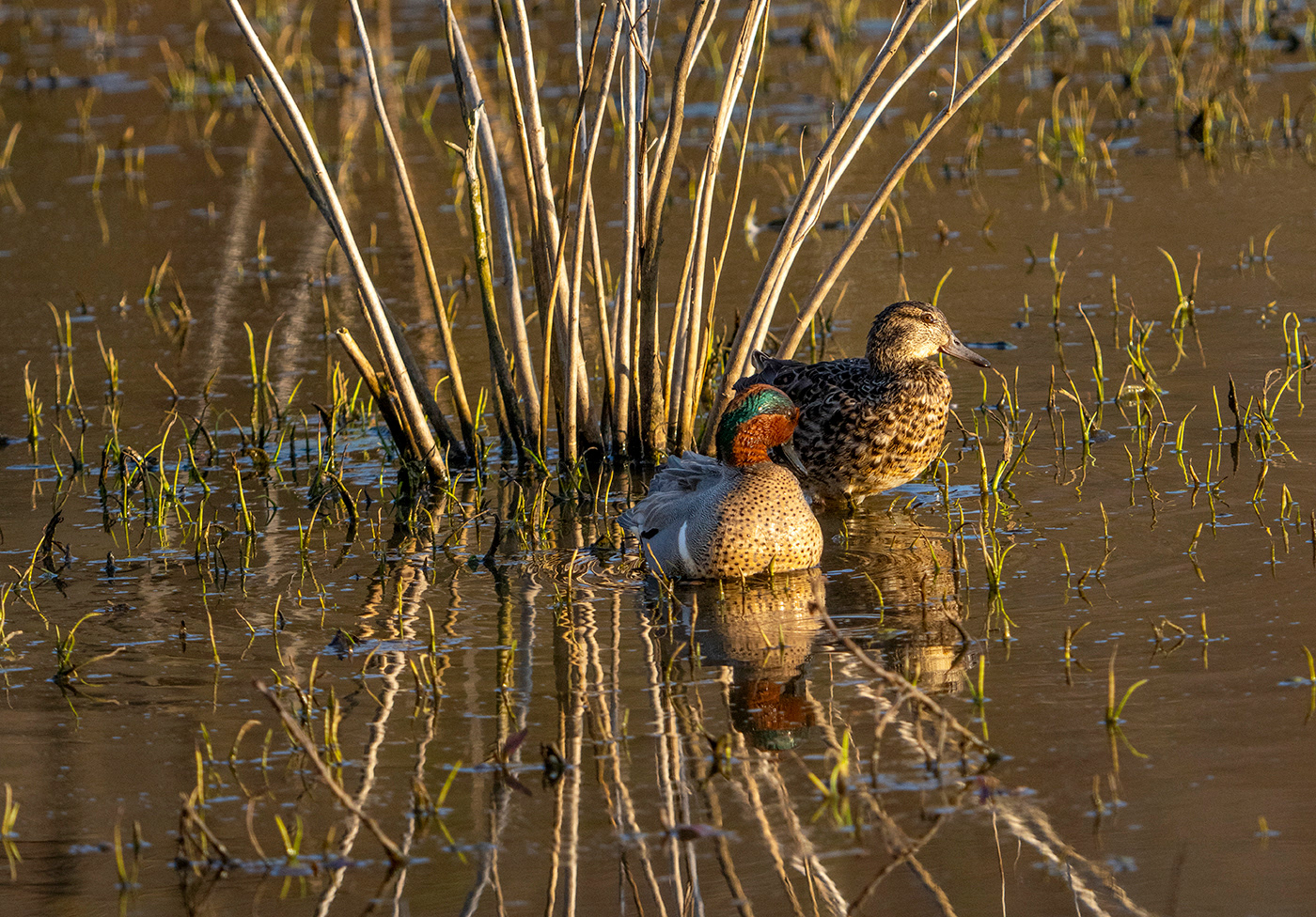 A drake and hen Green-winged Teal relax and the end of the day. (Alexandria, VA)
