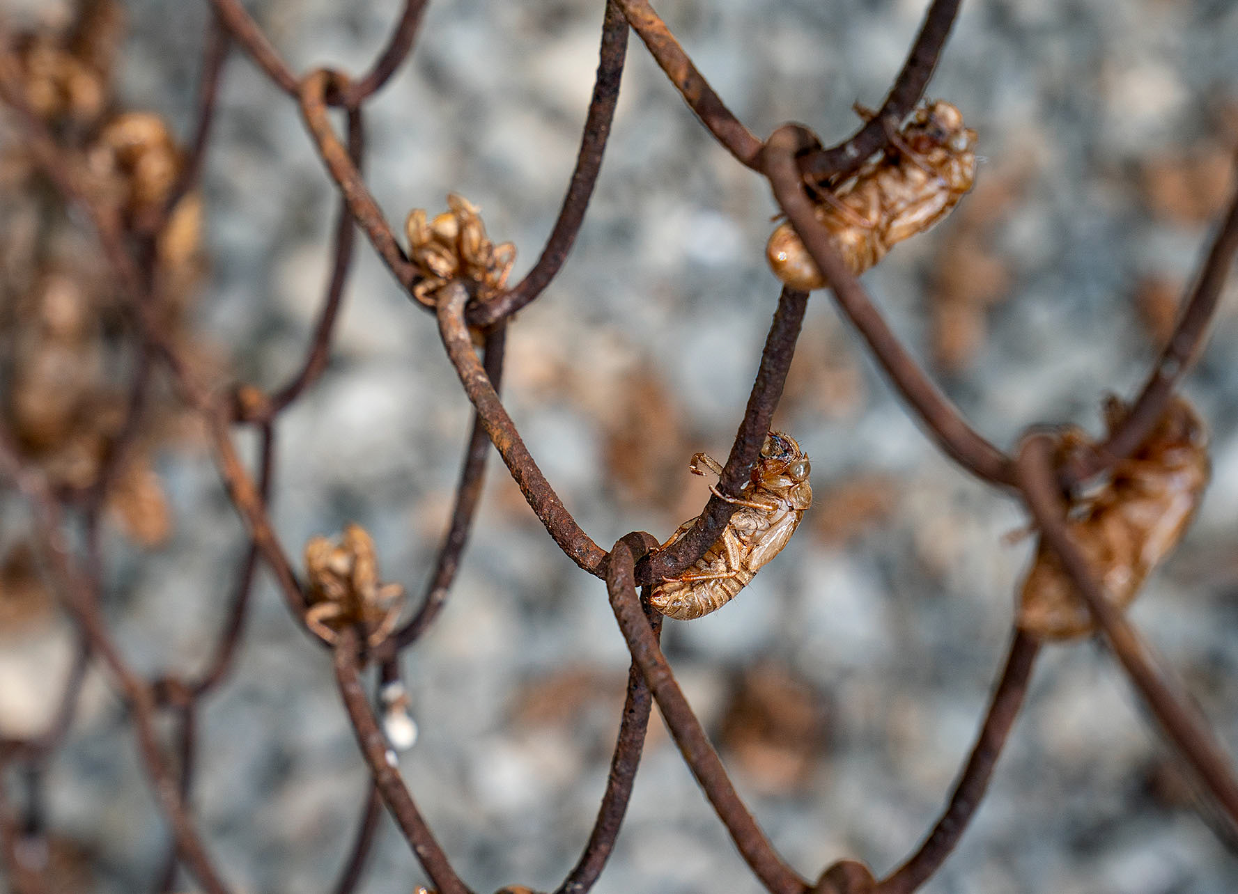 All that's left of the larvae are their old molts hanging on the fence where the adults came out.