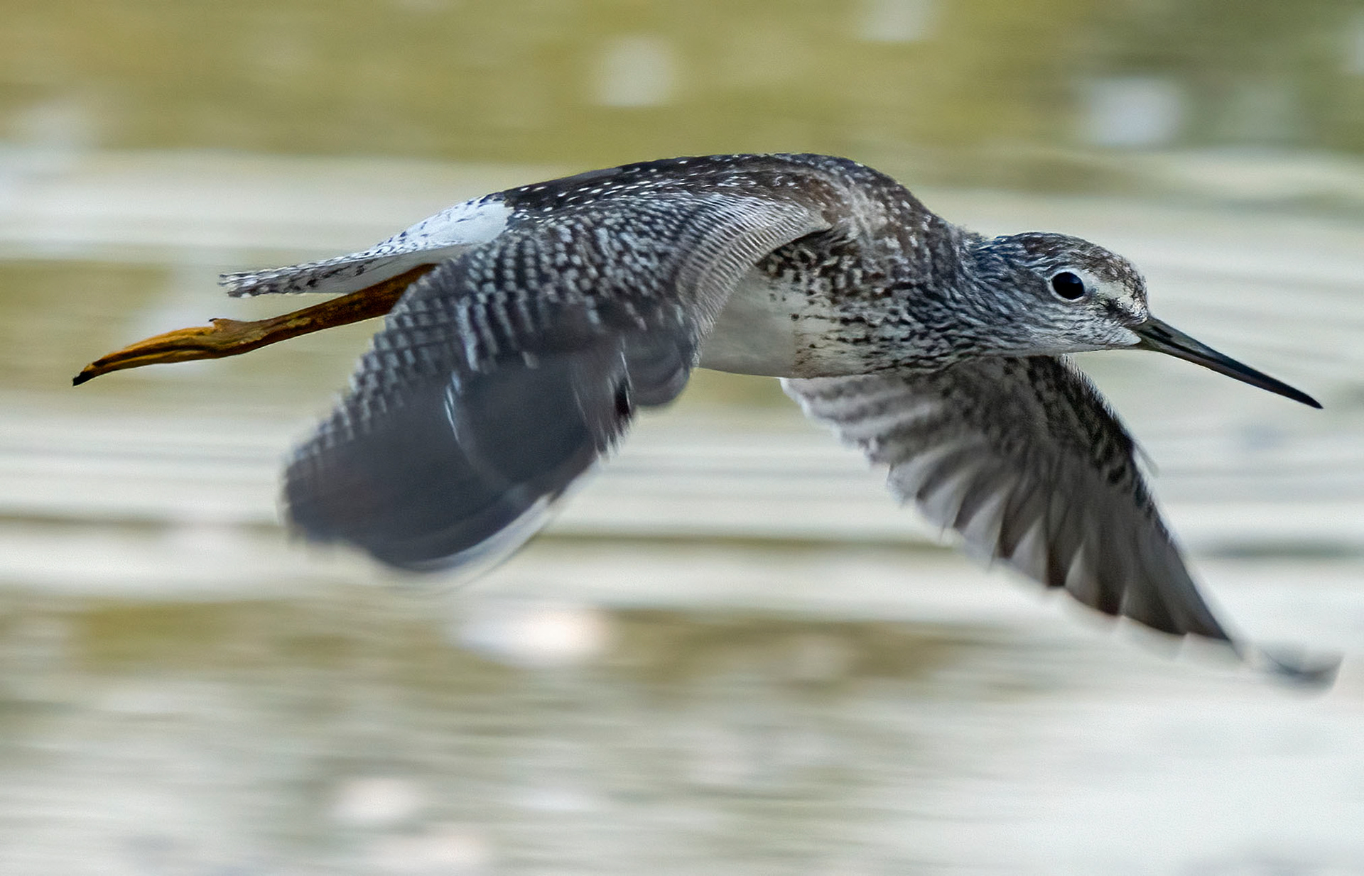A Greater Yellowlegs looking for the LZ. (Alexandria, VA)