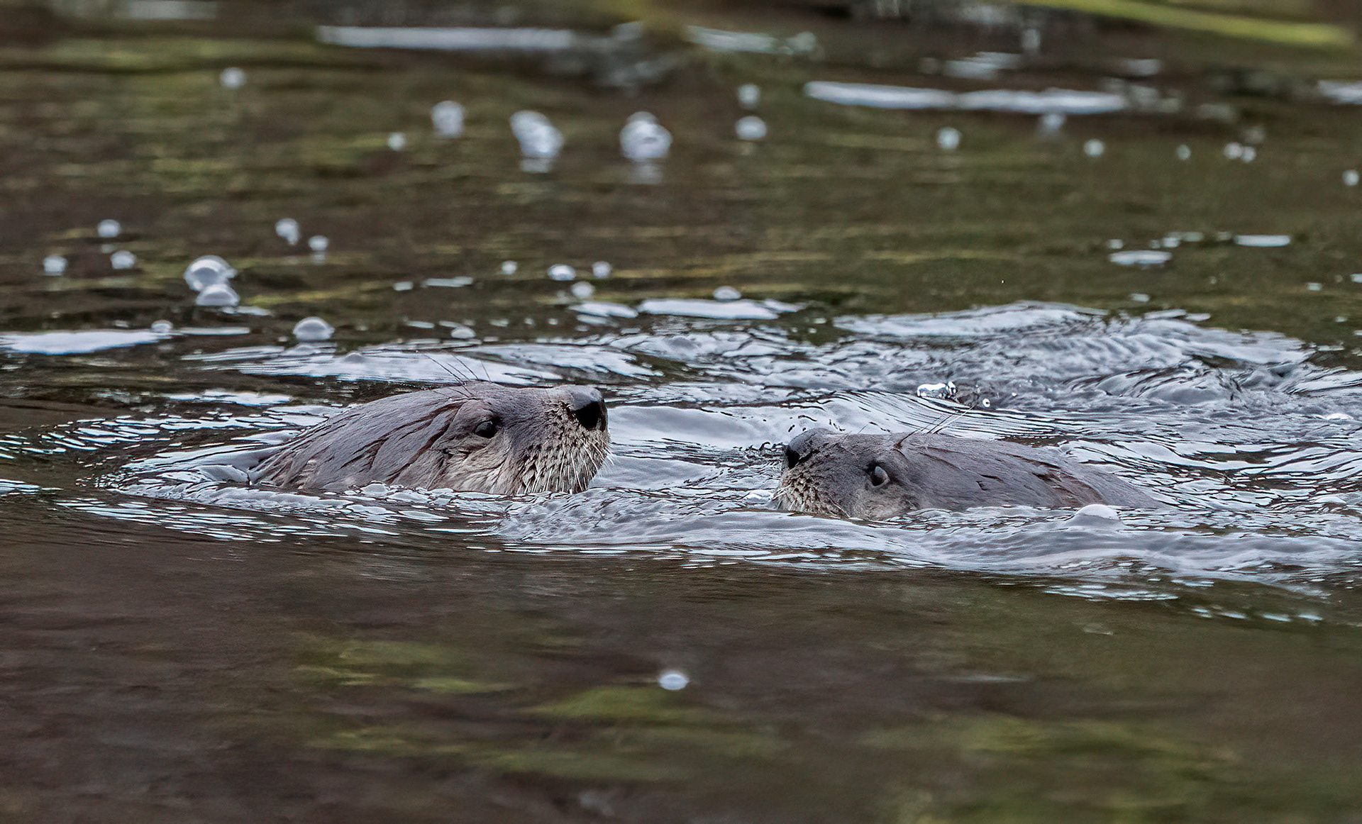 A River Otter tête-à-tête. (Bradenton, FL)