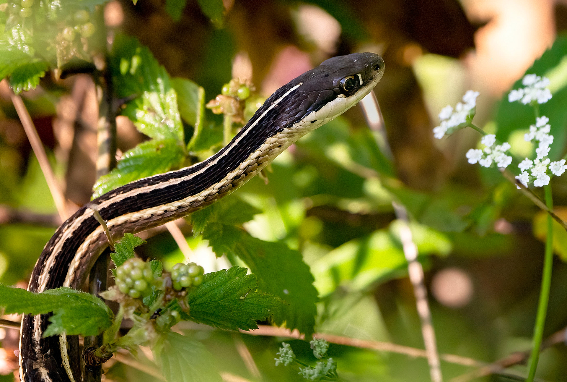 A Ribbon Snake climbs through a wild raspberry bush. (Alexandria, VA)