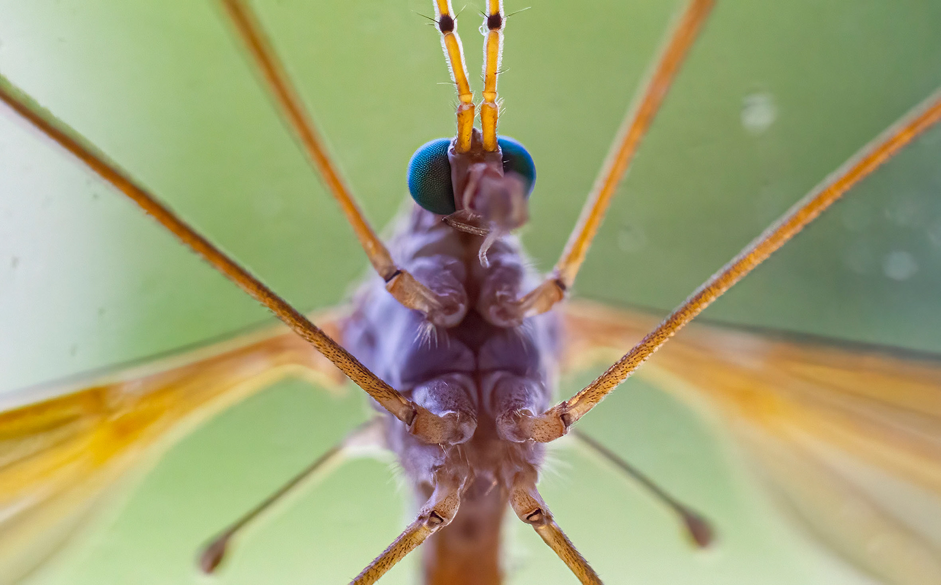 A Crane Fly on my window. How could I not photograph it? (Springfield, VA)