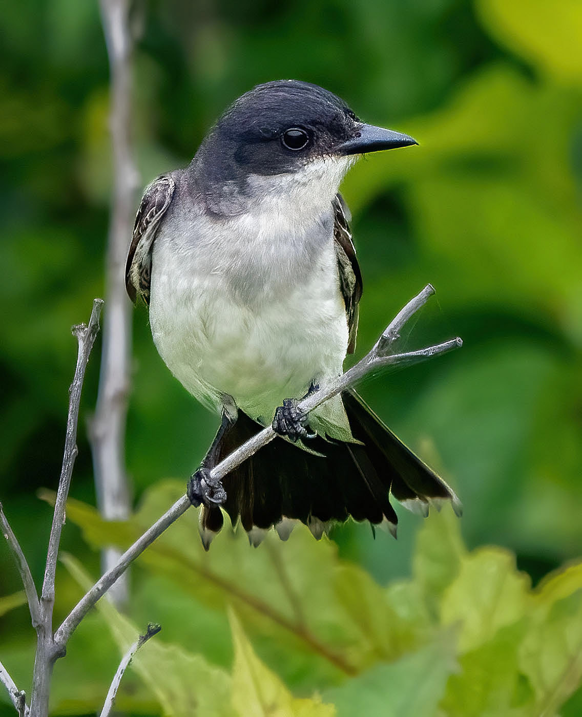 An Eastern Kingbird keeps an eye out for flying insects. (Alexandria, VA)