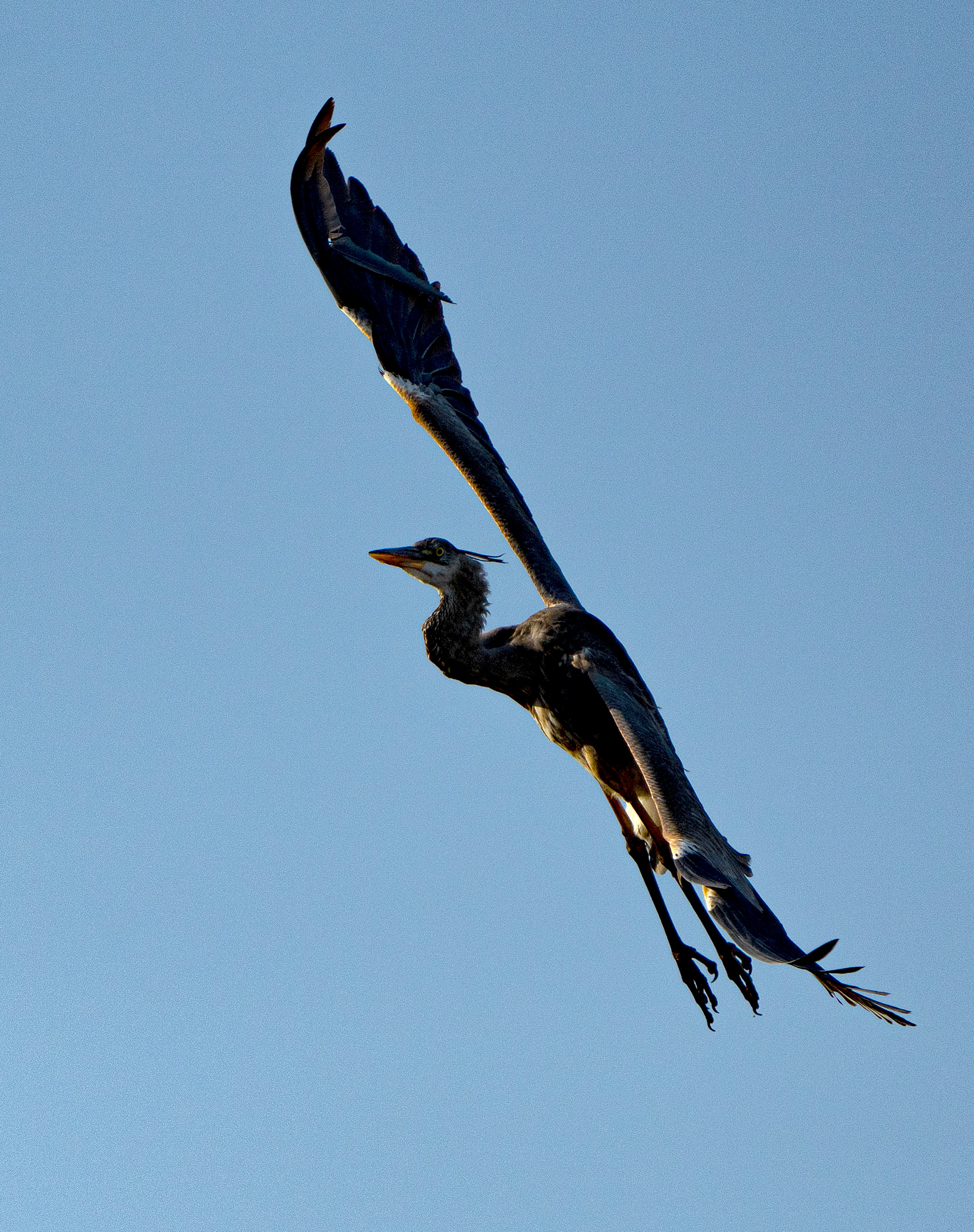 A Great Blue Heron does a course correction of 180 degrees. (Alexandria, VA)