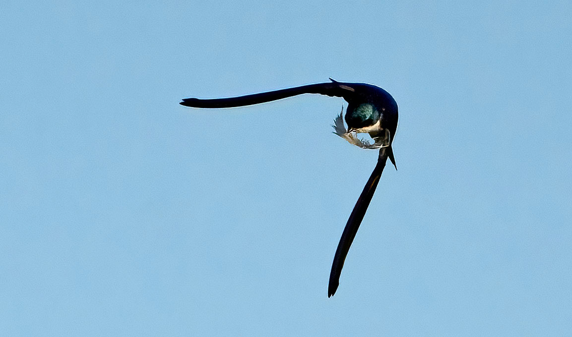 A Tree Swallow flies around with a large feather in its mouth. It would fly in circles with this feather, then perch and rest up, and then resume flying circles over a pond. It seemed very proud of its prize feather. (Alexandria, VA)