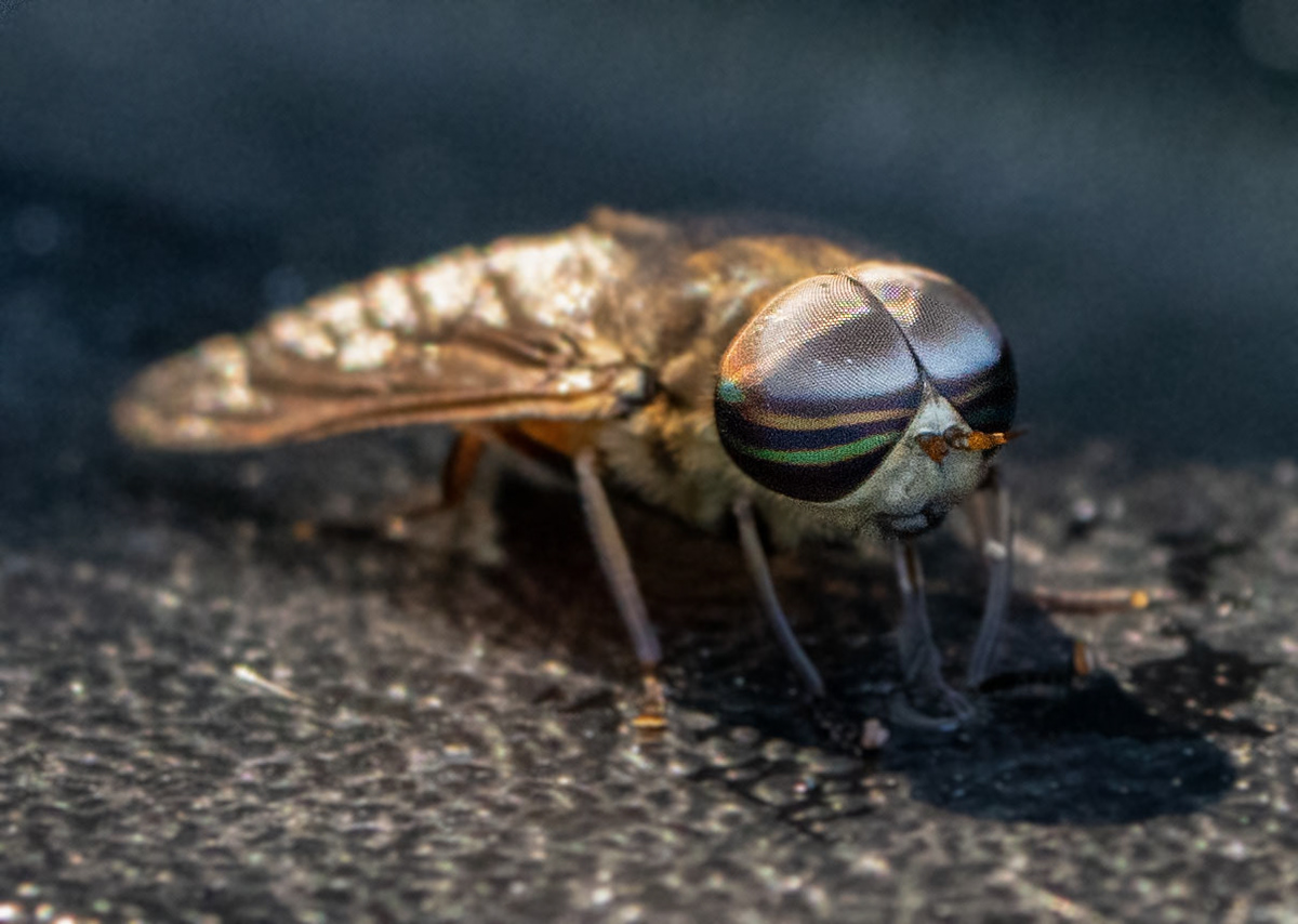 A Horsefly walks into a bar. The bartender asks him, "Why the round face?" (Alexandria, VA)