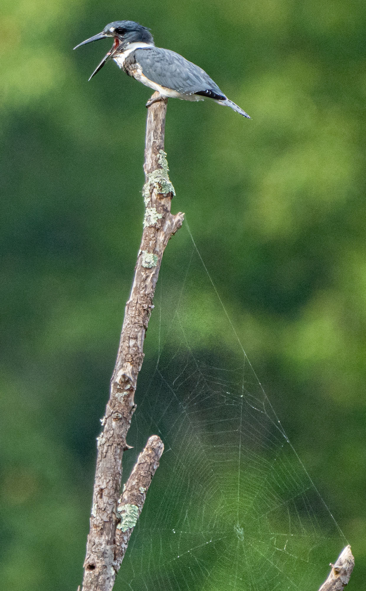 The Belted Kingfisher calls while perched looking for a meal.