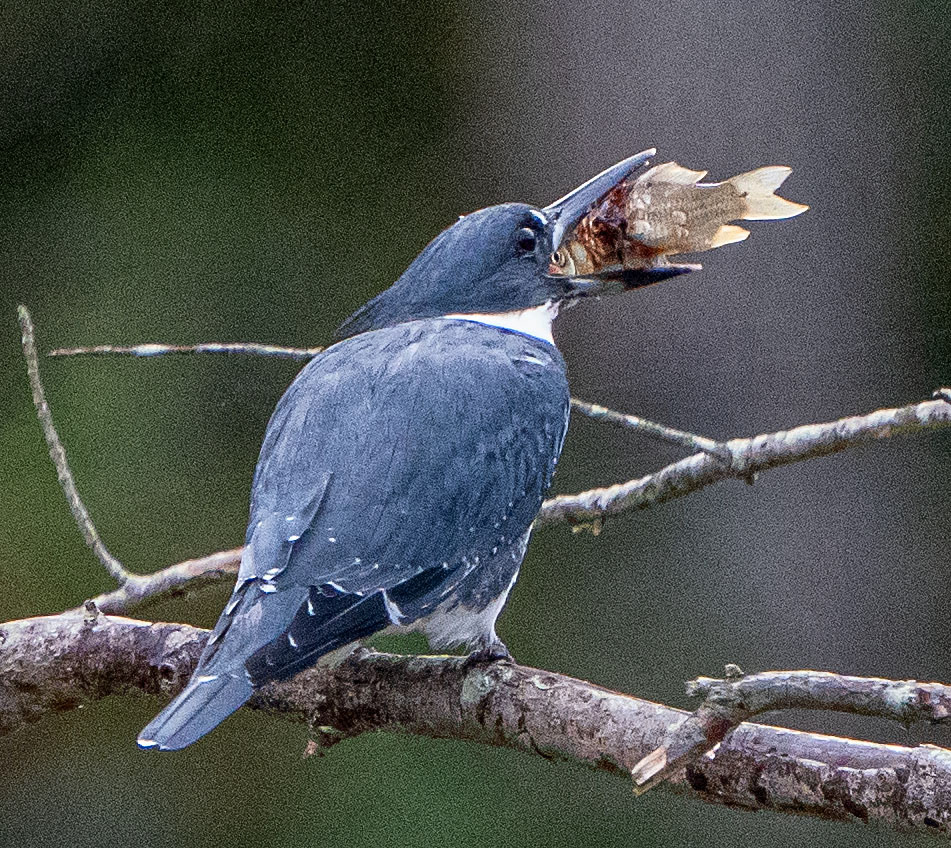 First, the fish has to be removed from the beak.