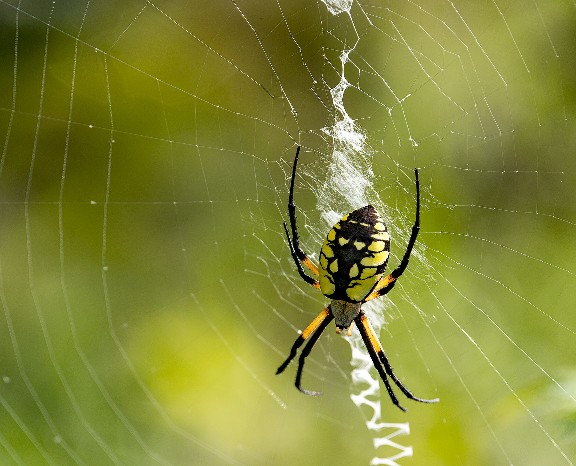 A spider of many names, here we'll call it a Garden Spider. (Alexandria, VA)