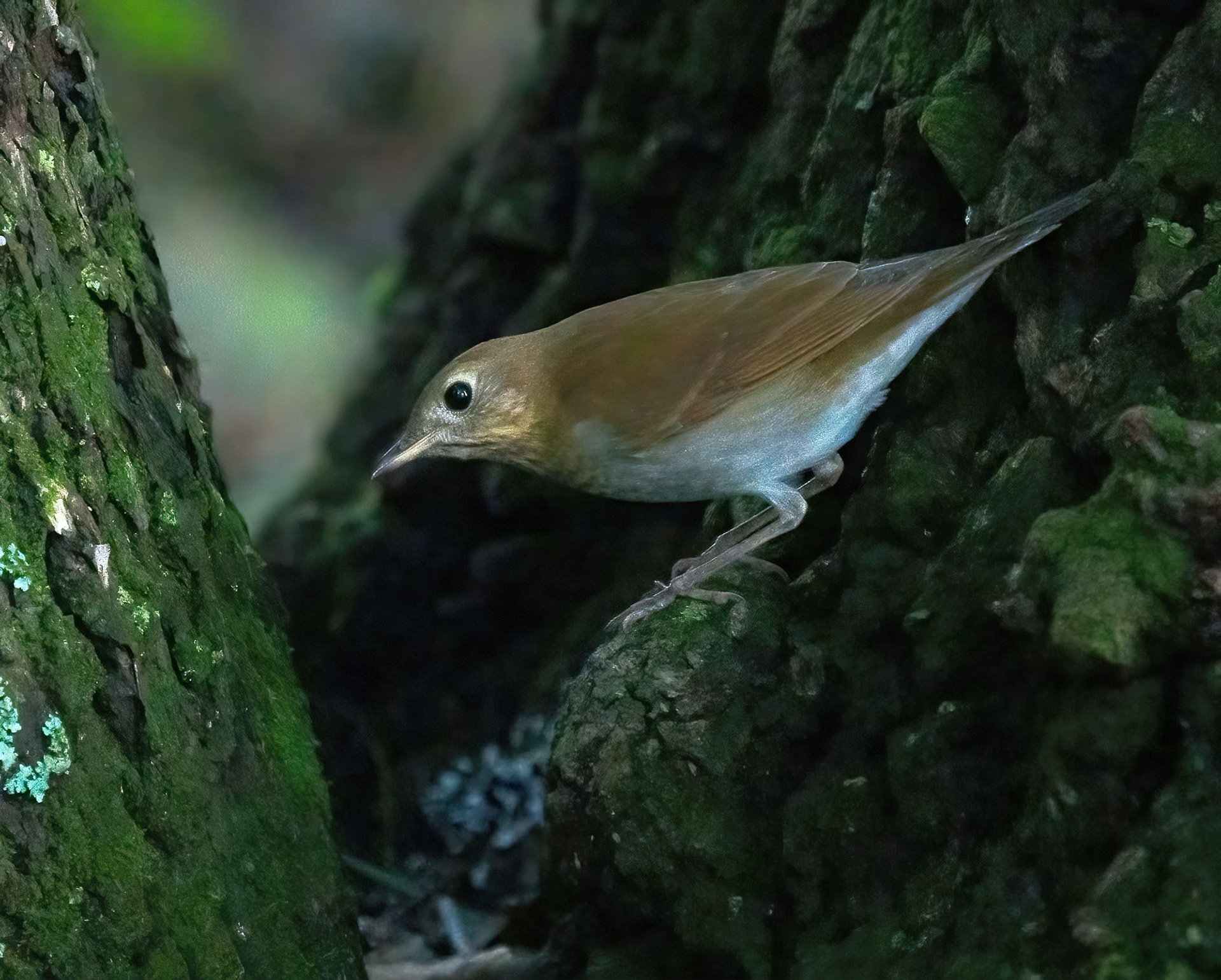 A Hermit Thrush hunts caterpillars in the dim light of the early morning. (Alexandria, VA)