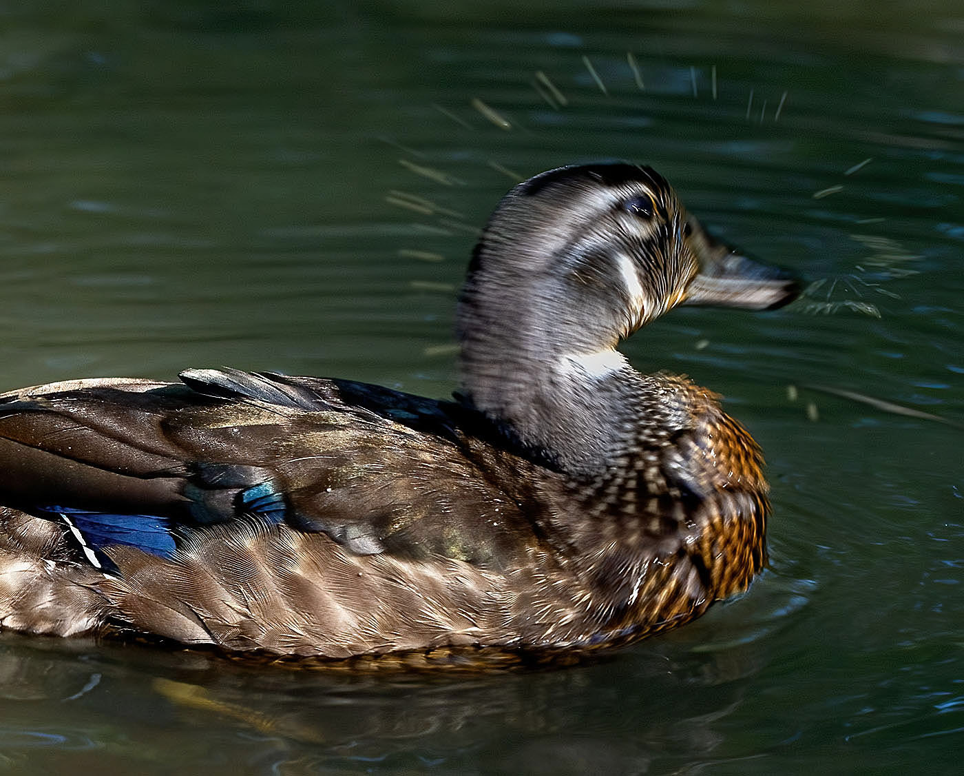 A young male Wood Duck shakes off the mud from its bill while foraging in the shallows. (Alexandria, VA)