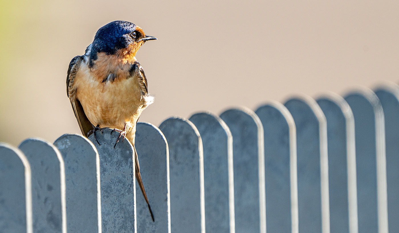 Just chillin'. Taking a break on a fence.