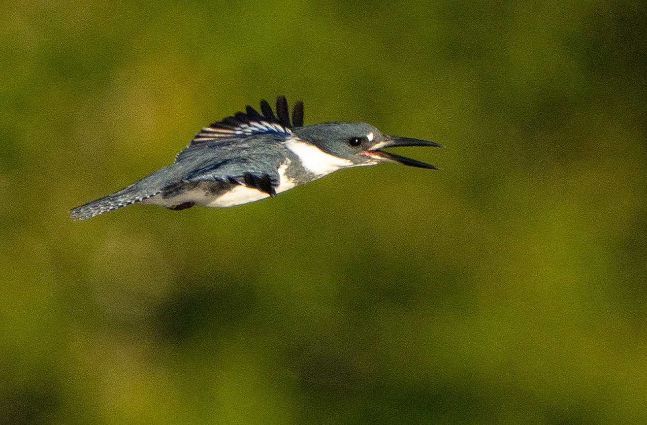 Calling out while flying over a pond looking for a fish to catch.