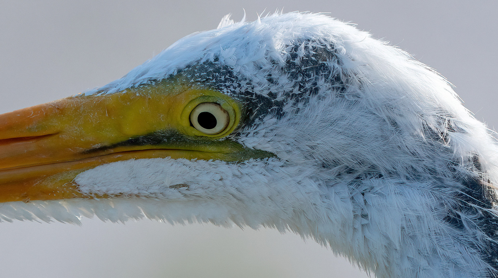 Emerging plumage on a Great Egret. (Venice, FL)