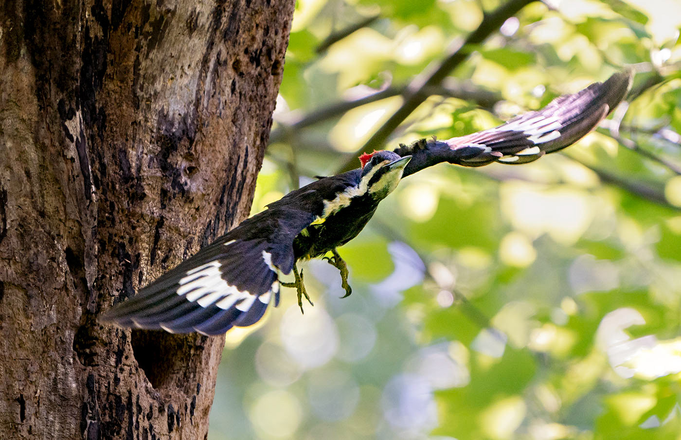 The mother leaves the nest.
