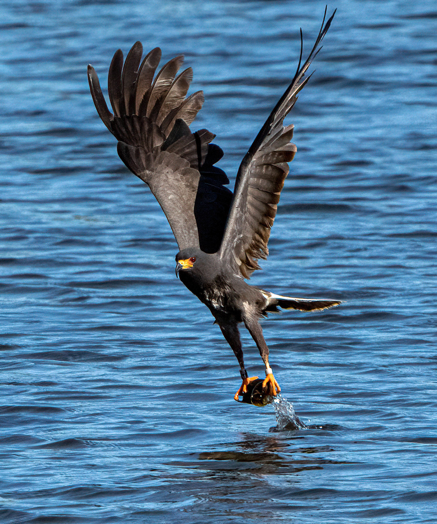 A male Snail Kite plucks an Apple Snail from a pond. (Harms Marsh Preserve, Ft. Myers, FL)