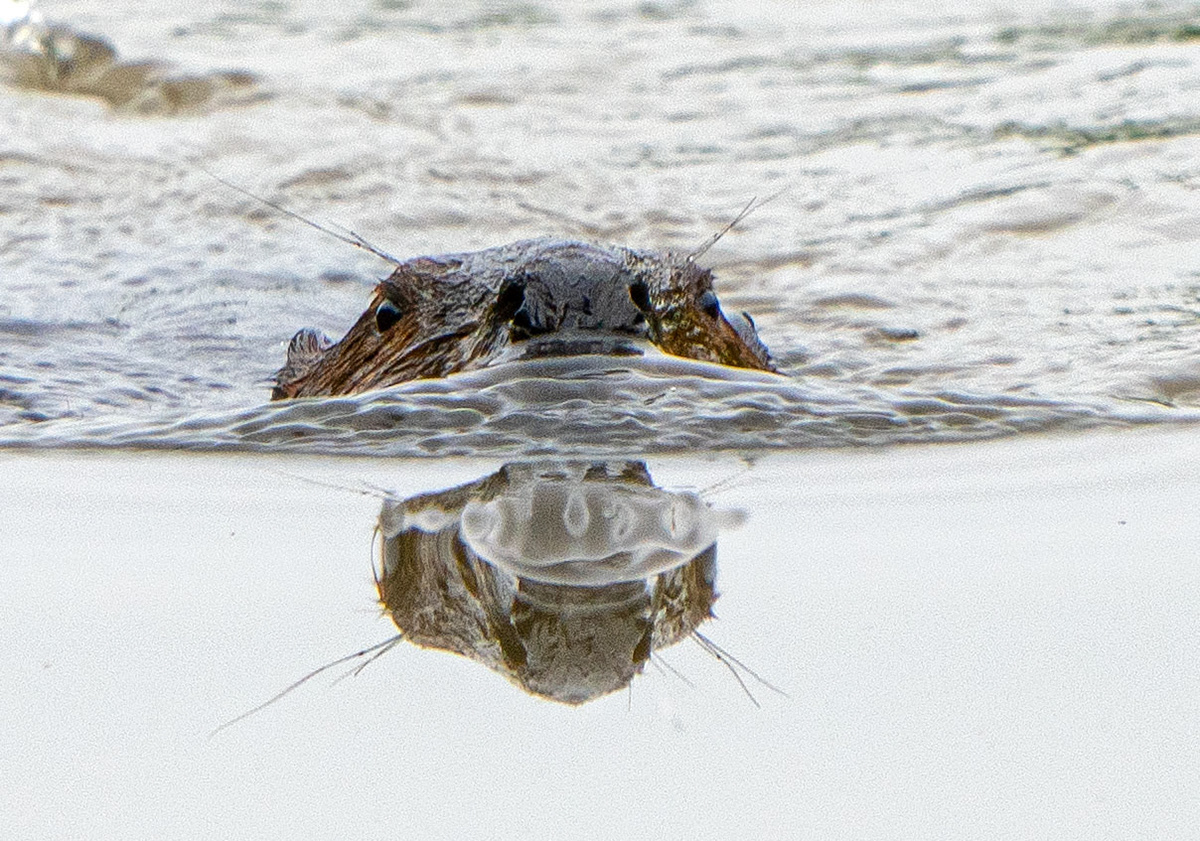 A beaver beavering... (Alexandria, VA)