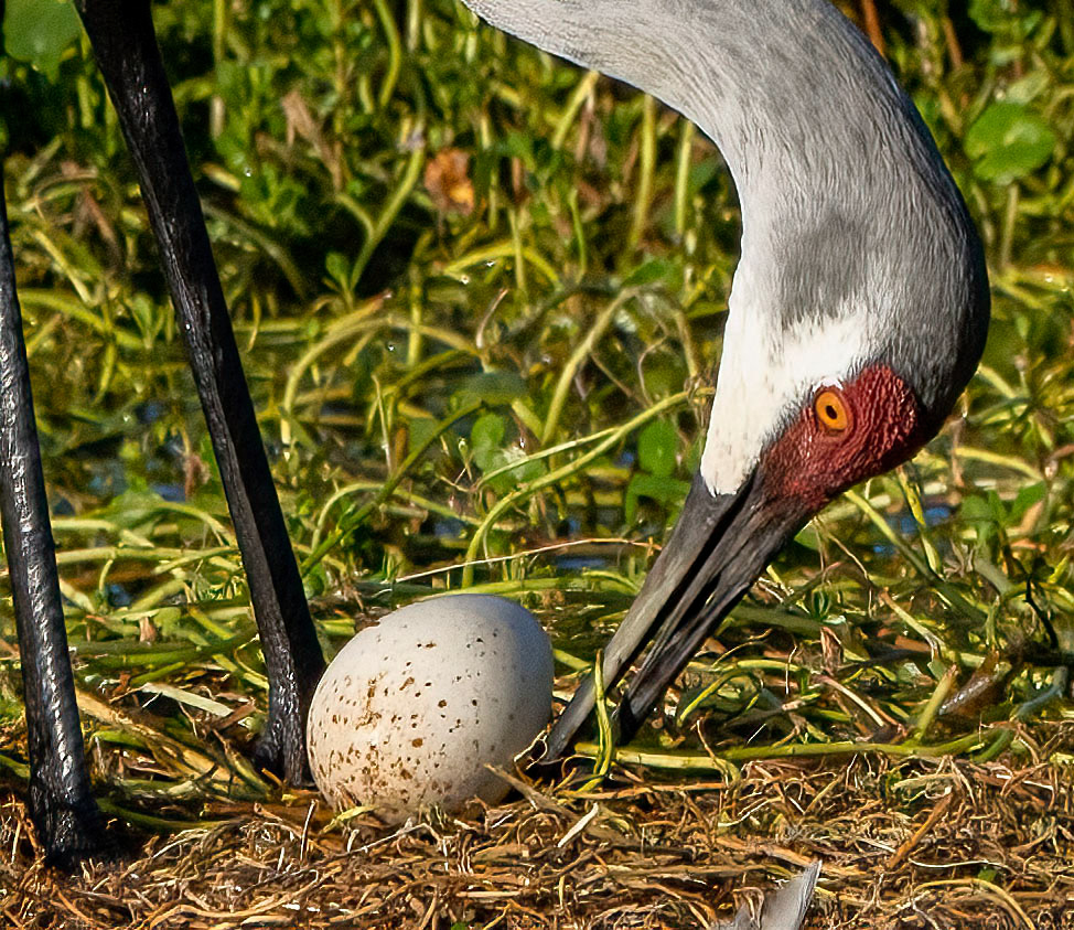A female Sandhill Crane turns its egg over in the nest before settling over it. (Bradenton, FL)