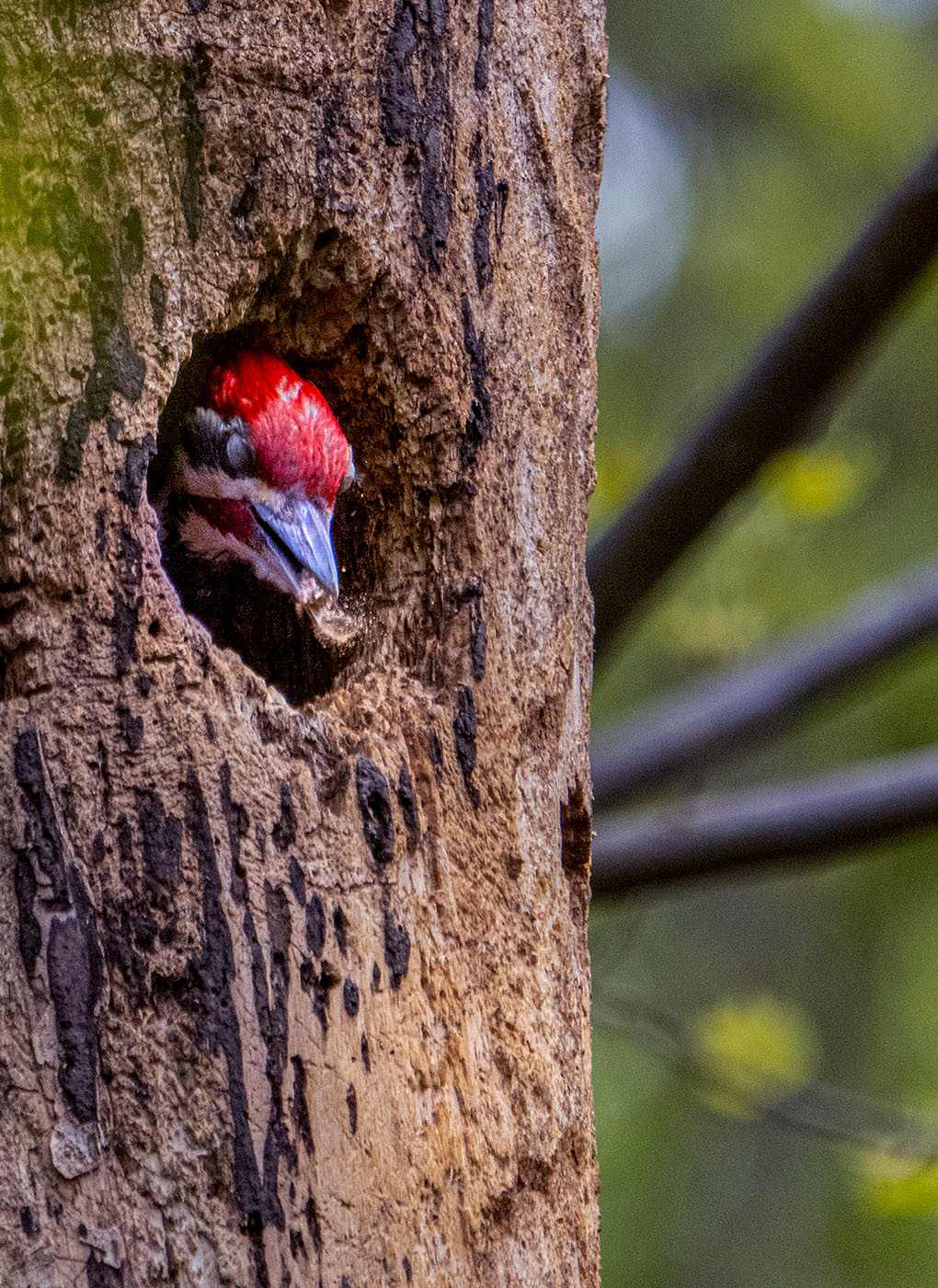 Wood chips and dust would be picked up by mouth and deposited outside the nest...