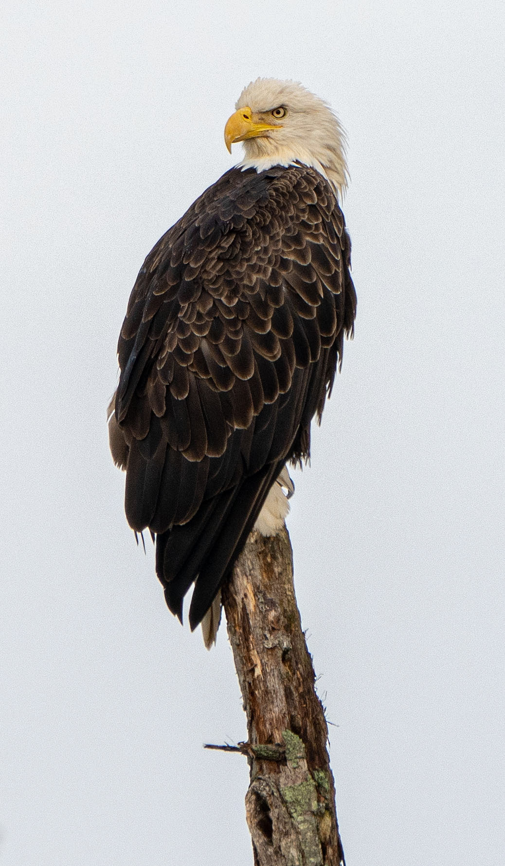 A Bald Eagle takes in the scenery. (Alexandria, VA)