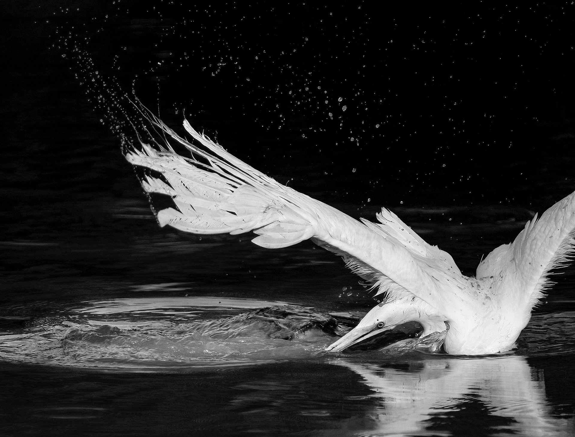 The egret takes advantage of an opportunity to strike at the turtles head.