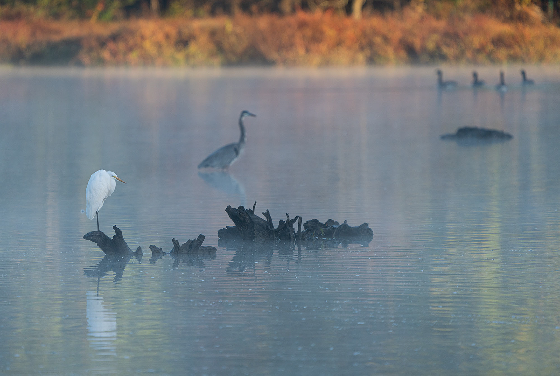 A Great Egret and a Great Blue Heron give the geese some space on a misty morning. (Alexandria, VA)